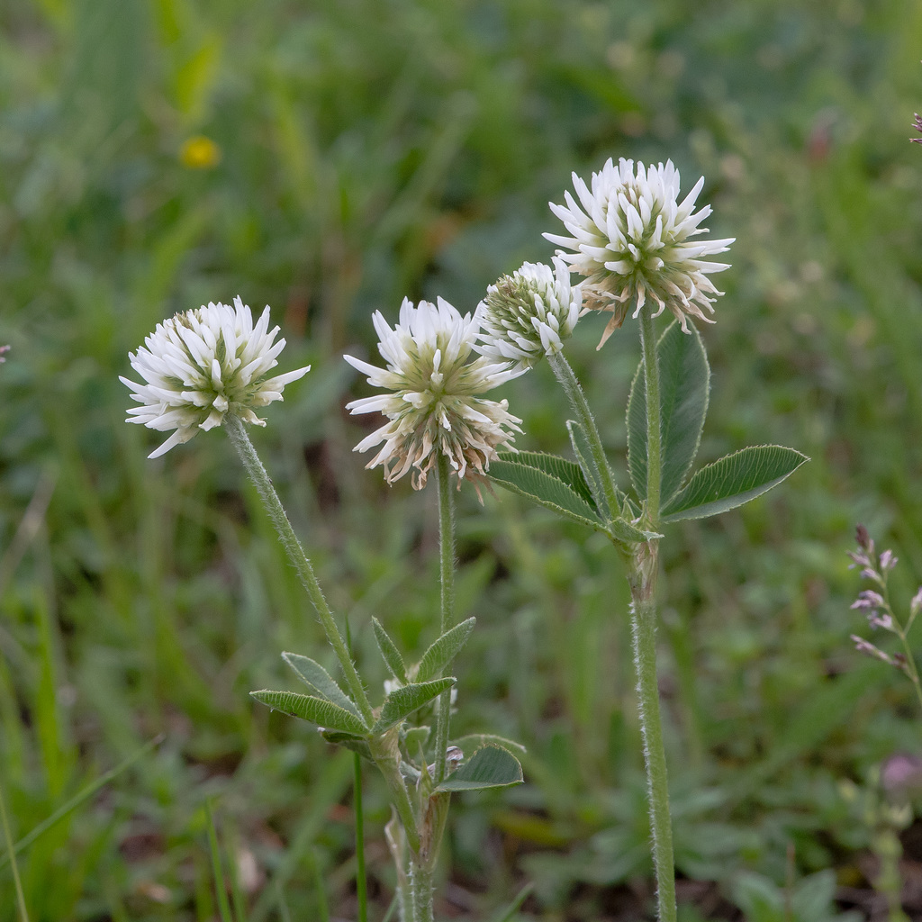 Trifolium montanum, Berg-Klee - 2015-06-12--D4 DSC2593