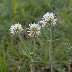 Trifolium montanum, Berg-Klee - 2015-06-12--D4 DSC2593