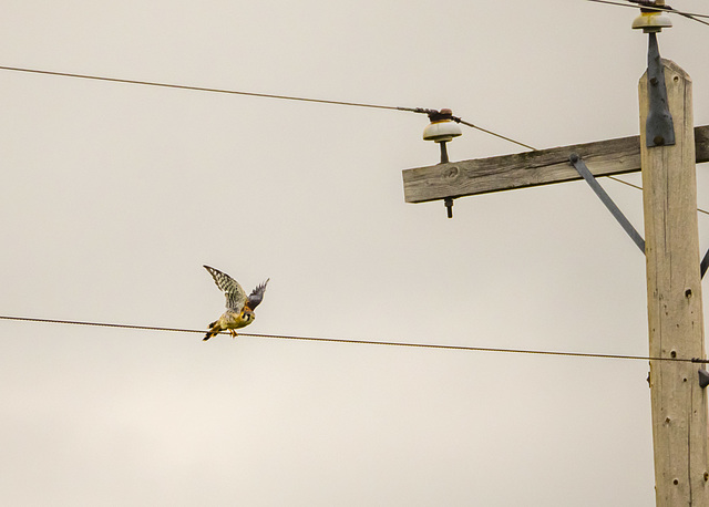 American Kestrel