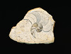 ammonite guts IMG 0010