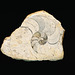 ammonite guts IMG 0010