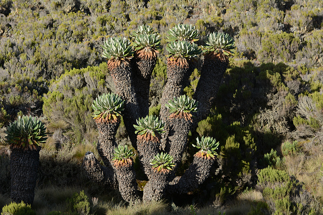 Dendrosenecio Kilimanjari