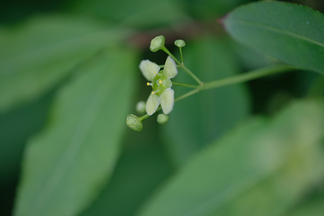 DSCF6517