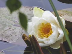 Water lily season