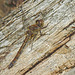 20210927 2949CPw [D~LIP] Große Heidelibelle (Sympetrum striolatum) [w], UWZ, Bad Salzuflen