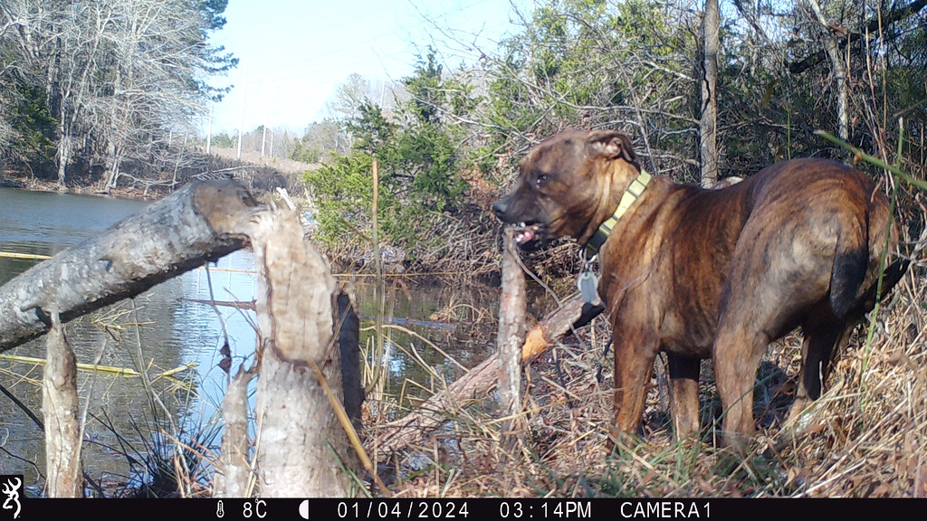 Don't blame the beavers ;-)