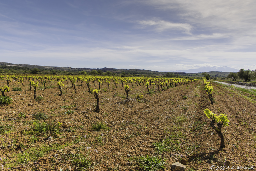 Vigne Catalane au début du printemps !