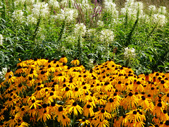 Rudbeckia and Cleome