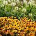 Rudbeckia and Cleome