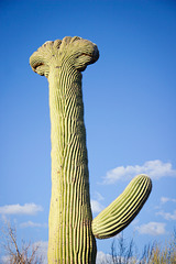 Crested Saguaro