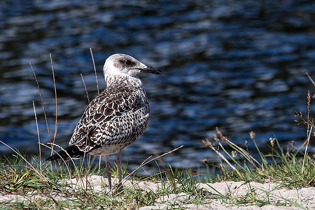 20140911 5192VRAw [NL] Möwe, Terschelling