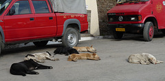 Shimla- Let Sleeping Dogs Lie