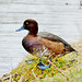 Tufted Duck, female