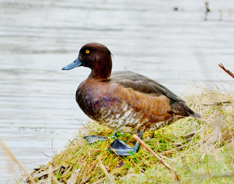 Tufted Duck, female