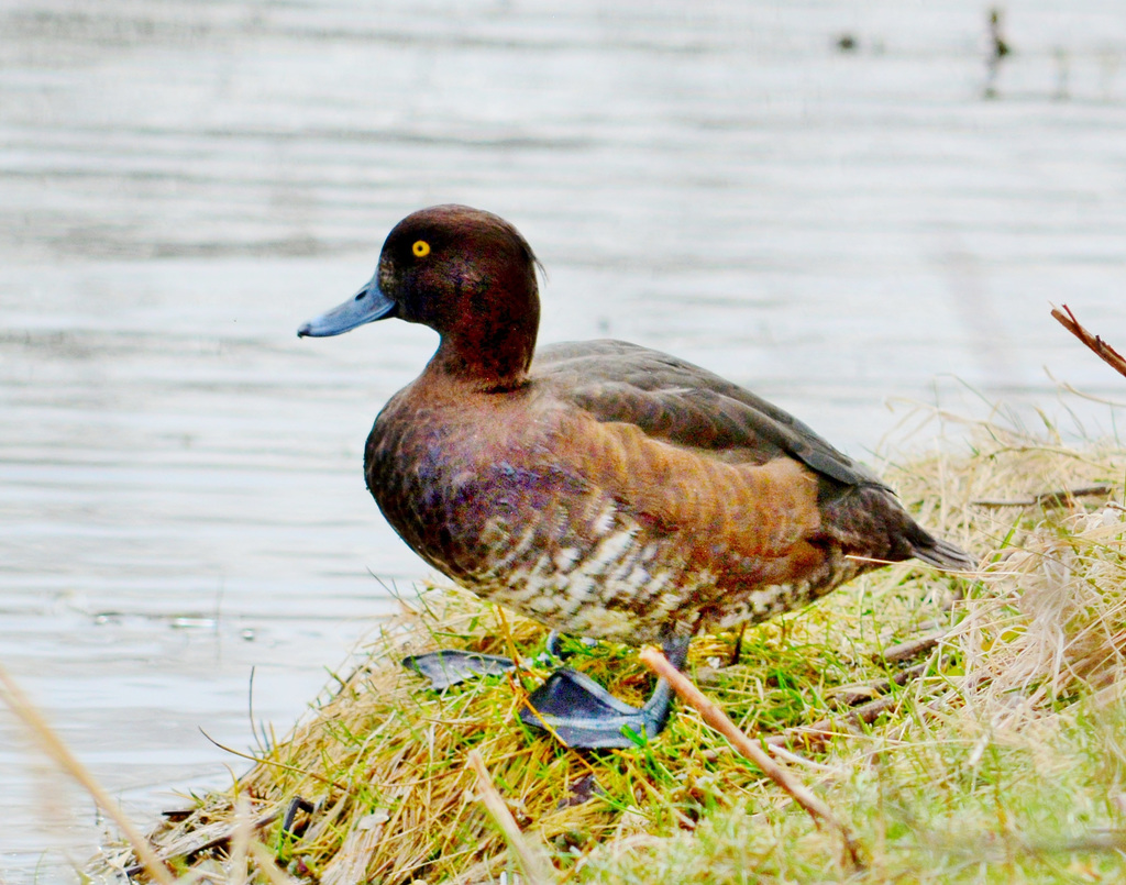 Tufted Duck, female