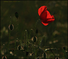 COQUELICOT