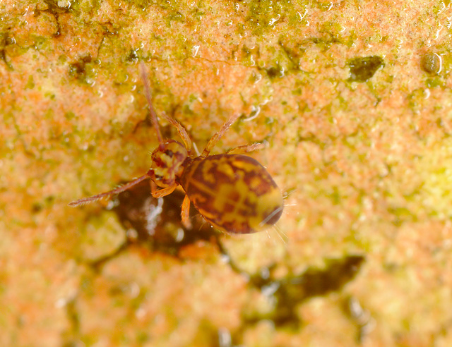 EF7A1455springtail