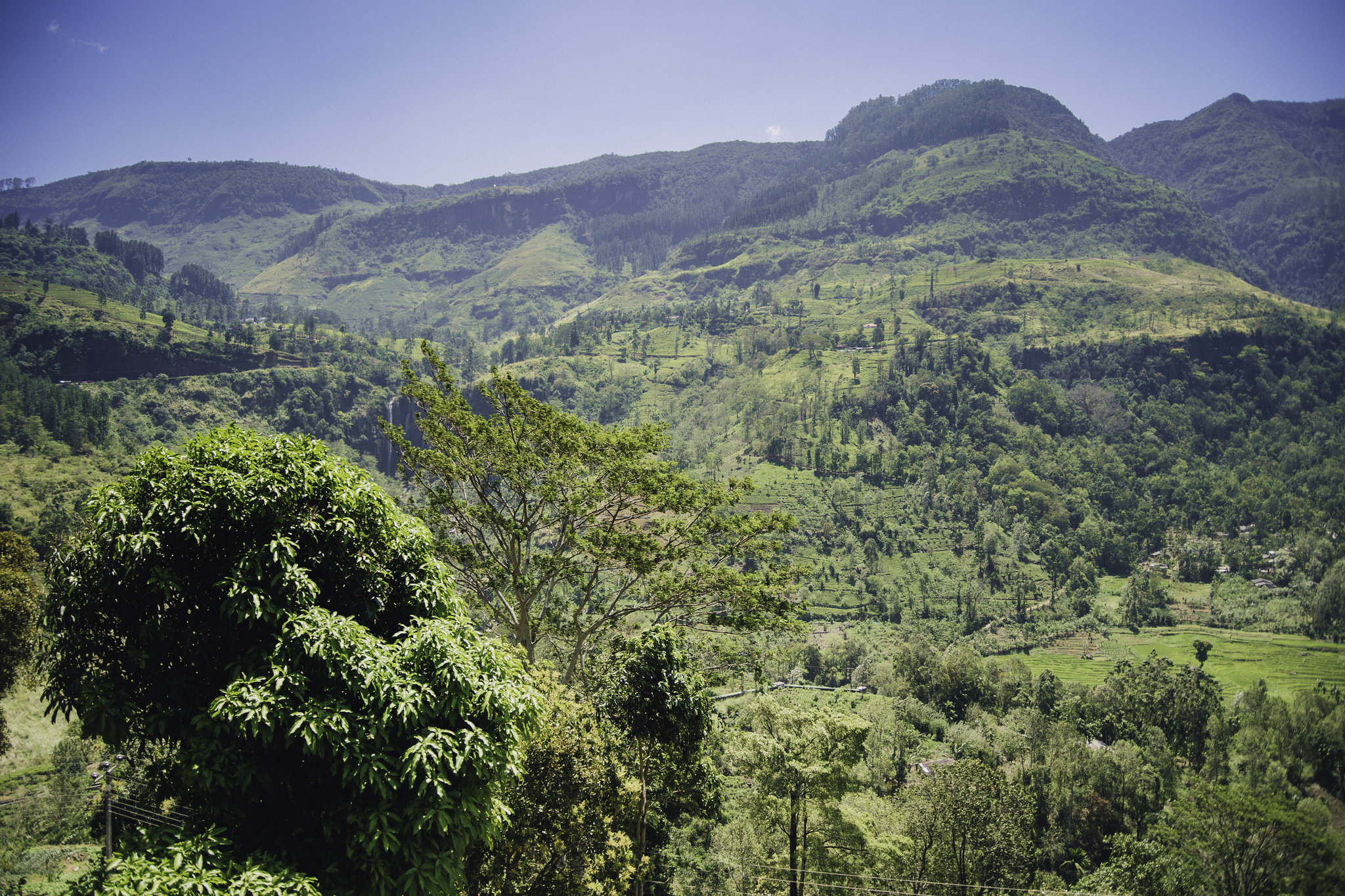 Tea country