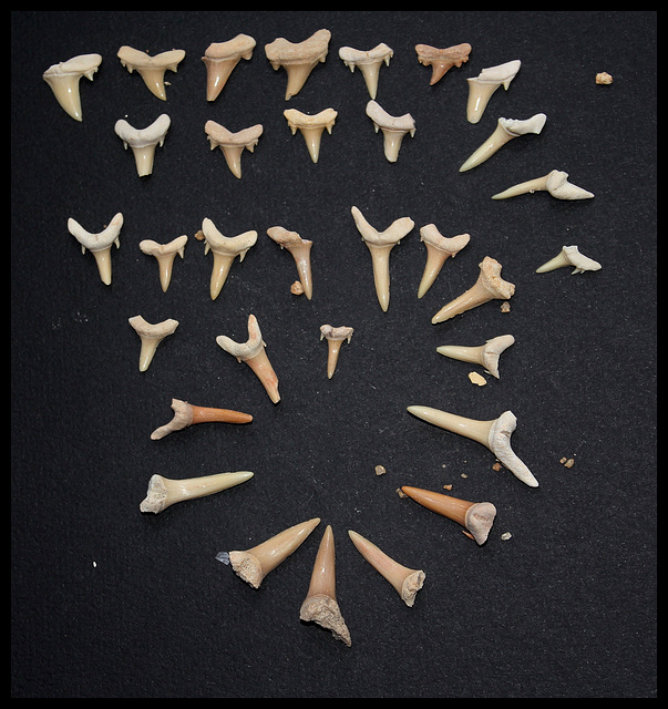 Dents de requins des sables Miocène
