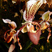 Orchideenwelt 06