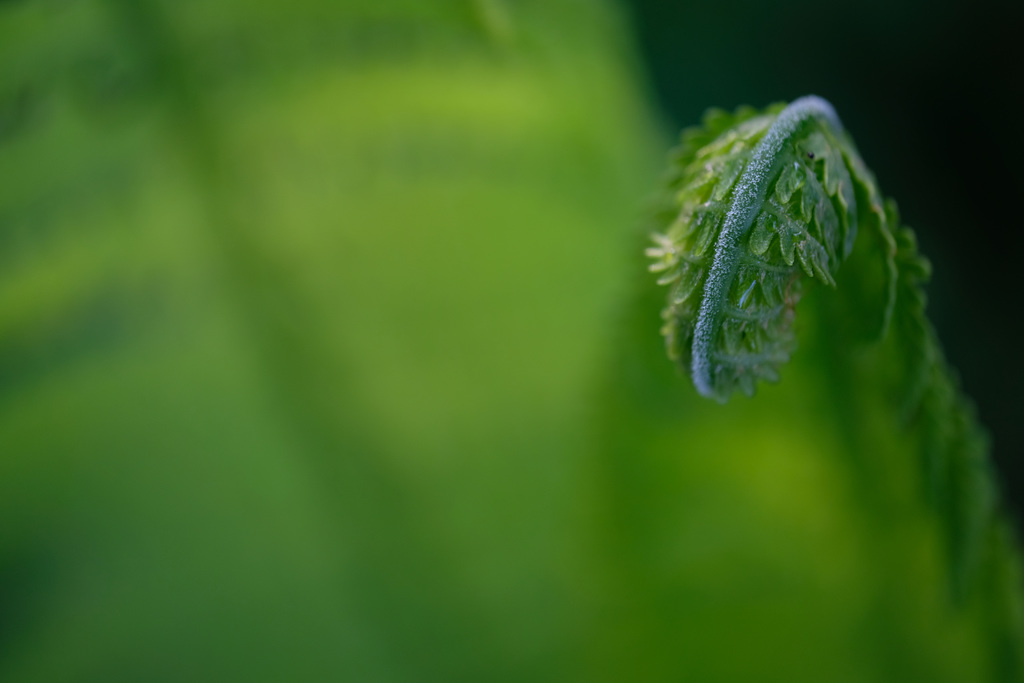DSCF6190