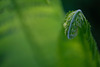 DSCF6190