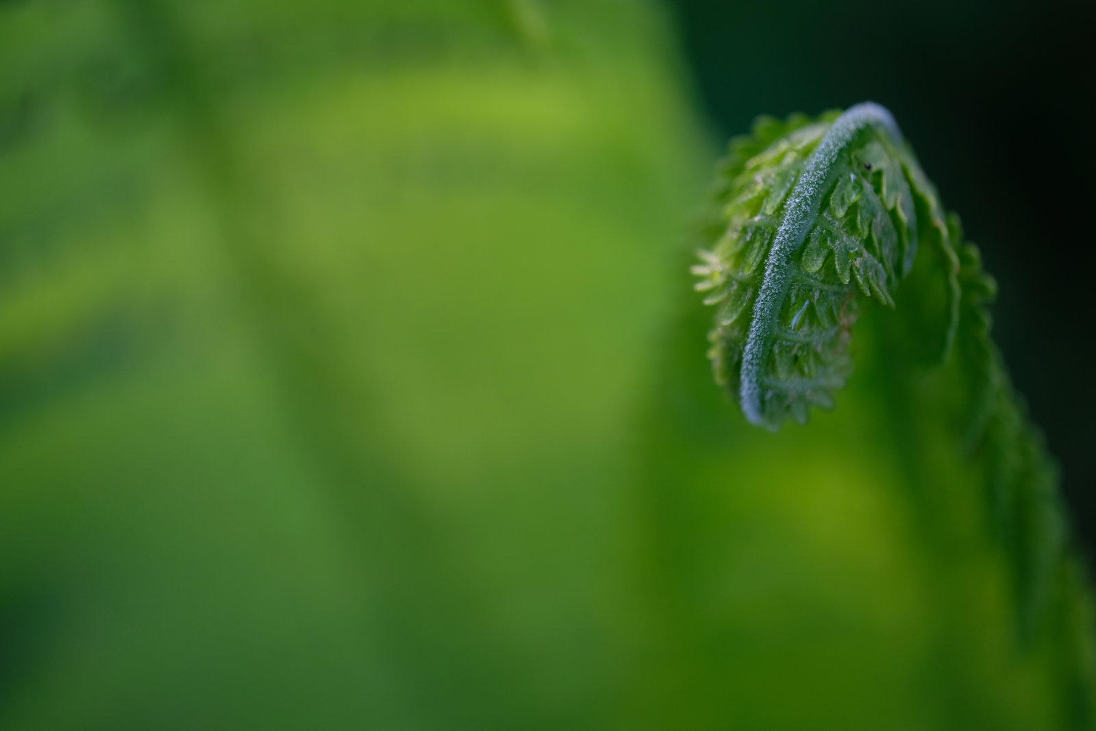DSCF6190