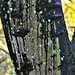 Things On Trees!