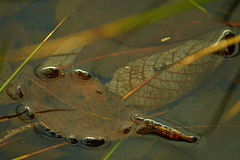 On Waterlogged Land
