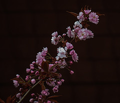 20200413 7238CPw [D~LIP] Japanische Blütenkirsche (Prunus serrulata), Bad Salzuflen