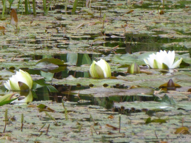 Water lily season