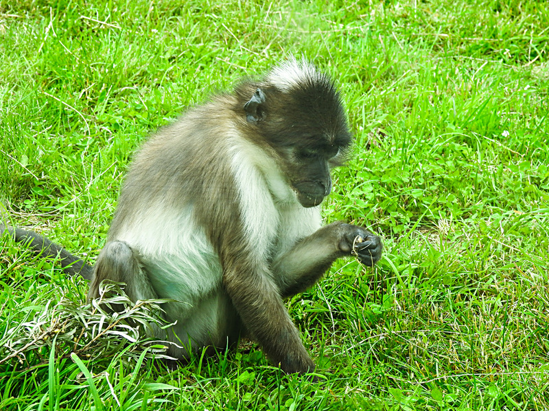 20210709 1470CPw [D~OS] Weißscheitelmangabe, Zoo Osnabrück