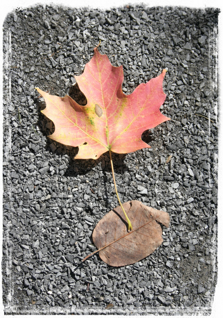 c'est l'automne / it is autumn