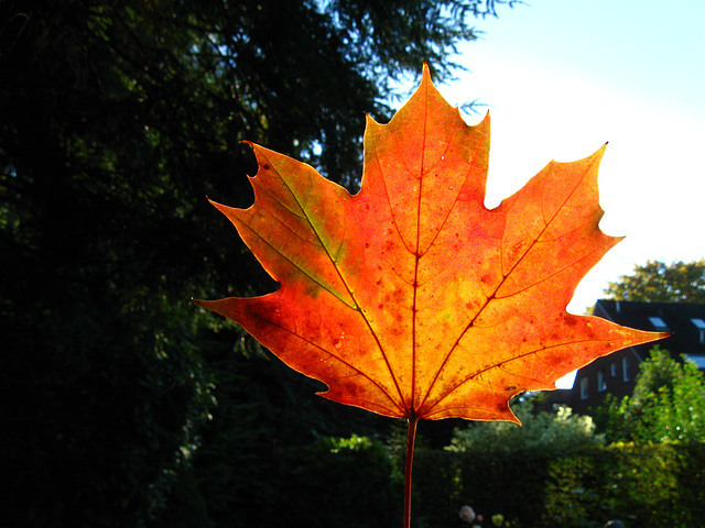 Unverkennbar: Es ist Herbst