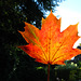 Unverkennbar: Es ist Herbst