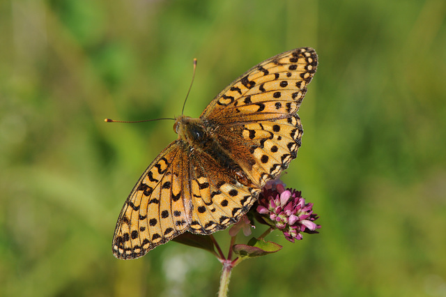 Dark Green Fritillary III