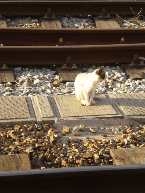 The cat of Pocinho Railway Station.