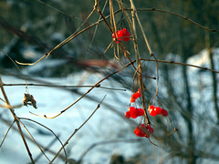 Früchte im Winter