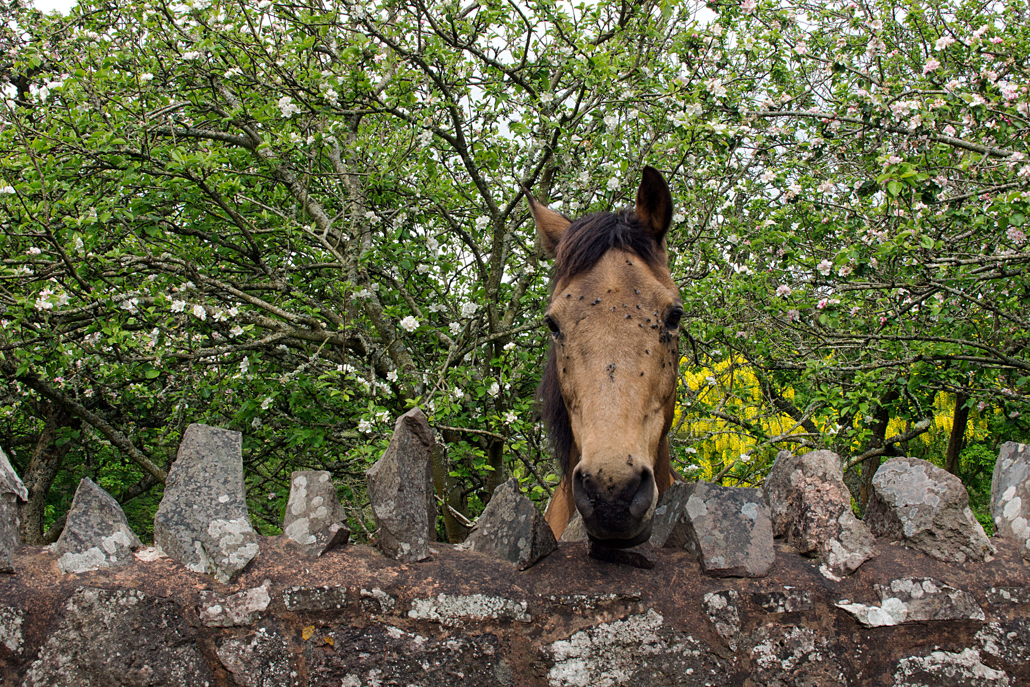 Hello Horse!