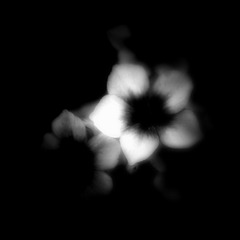 phlox II