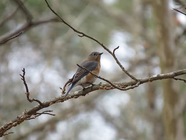 Eastern bluebird