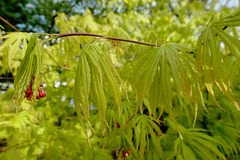 Les acers nous en montrent de toutes les couleurs...