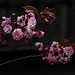 20200413 7239CPw [D~LIP] Japanische Blütenkirsche (Prunus serrulata), Bad Salzuflen