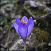 Safrà de pastor a Queralbs - Crocus nudiflorus