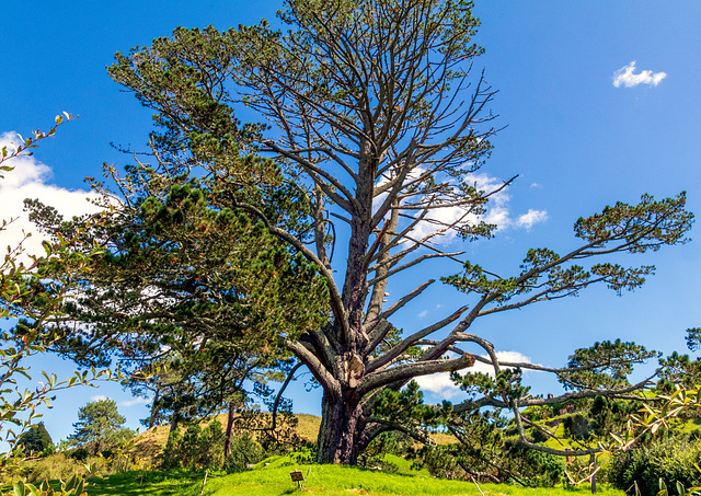 Hobbiton-66