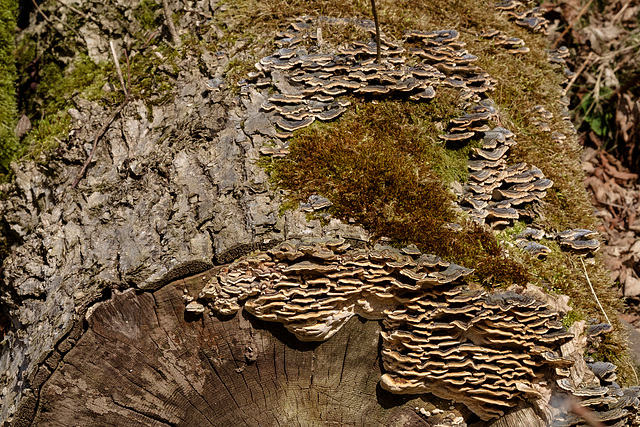 Fungi on fallen tree trunk