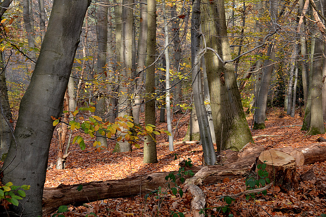 Een  van de enkele loofhout bossen in de heide