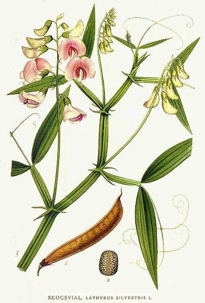 Lathyrus silvestris
