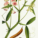Lathyrus silvestris