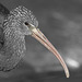 Ibis